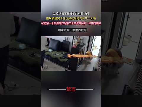 監視器記錄下貓咪們的有趣瞬間 貓咪被貓窩卡住恍如蟻後把同伴嚇一大跳 貓 意外 有趣 搞笑萌寵  cat amazing… サムネイル