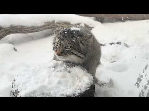 さっき落としたオニクは食べたニャとナゴムくん　マヌルネコ　那須どうぶつ王国にて　2026年1月12日 サムネイル