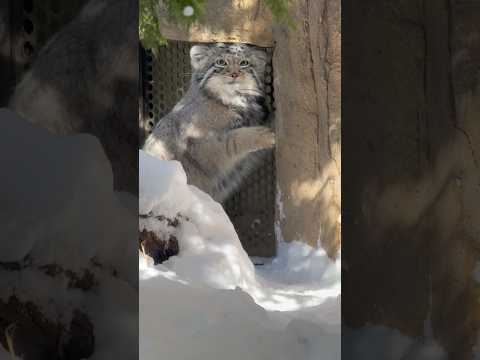 shorts カシカシっとナゴムくん　マヌルネコ　那須どうぶつ王国　2026年1月12日 サムネイル