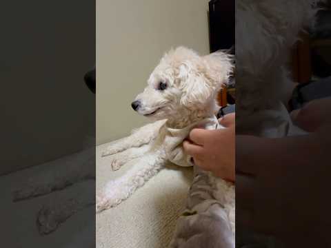 shorts タローちゃん　ただいま〜　トイプードル　2026年1月12日 サムネイル