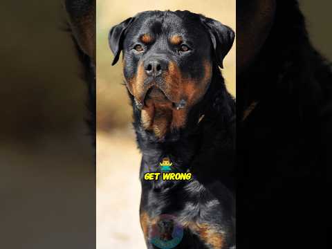 Rottweiler Facts Most People Get Wrong shorts dog pets rott… サムネイル