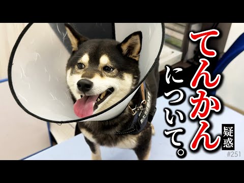体調不良の柴犬について(てんかん疑惑) サムネイル