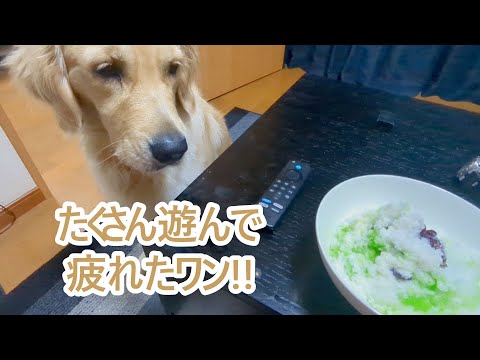 たくさん遊んで疲れたワン。ゴールデンレトリバーティト サムネイル