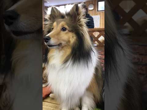 shorts メイプルさん　シェルティ　4年前の　那須どうぶつ王国 サムネイル