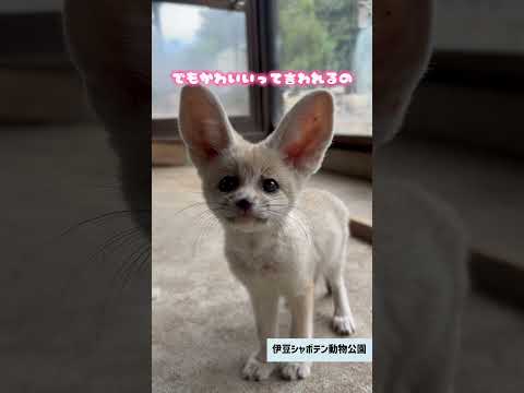 【フェネックのきもち💗】 サムネイル