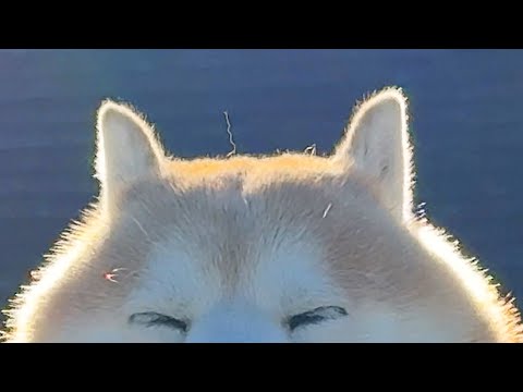 頭の毛が波平ingしている柴犬 サムネイル