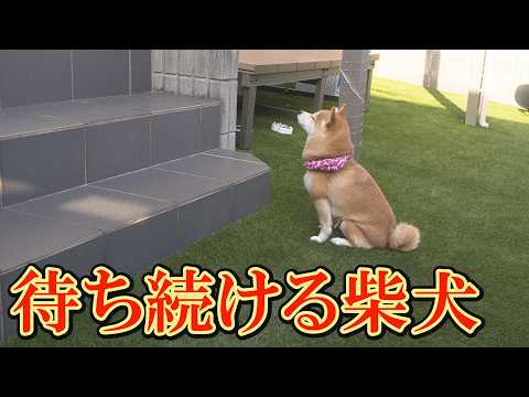 突然座りこみ、何かを要求する柴犬。その理由が可愛すぎました。 サムネイル