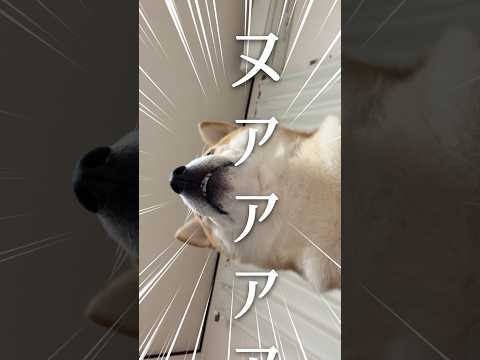 柴犬が巨大化してやりたい事 サムネイル