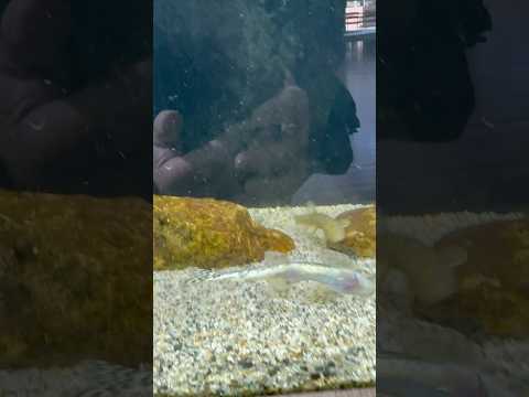 shorts オオタニノボリ　どぜうを好きにきみもなろう！山梨県立富士湧水の里水族館にて　2026年2月21日 サムネイル