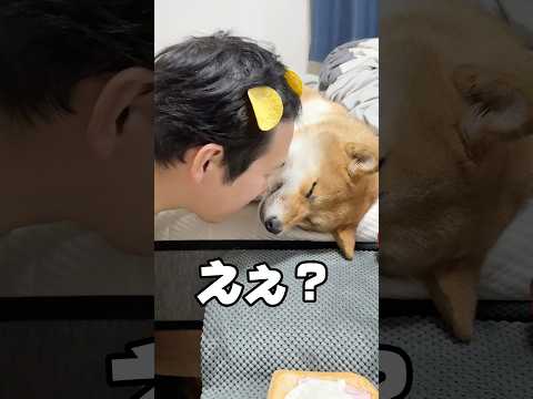 爆睡柴犬 shorts サムネイル