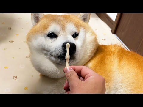 起きて0秒の柴犬に大好物のおやつを差し入れしてみると・・・ サムネイル