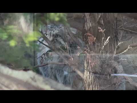 ナゴムくん最近ココがお気に入り？　マヌルネコ　那須どうぶつ王国にて　2026年1月4日 サムネイル