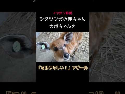 【イヤホン推奨】シタツンガの赤ちゃん・カボちゃんの「ミルクほしい」アピール　東武動物公園 癒し かわいい 動物 動物園… サムネイル