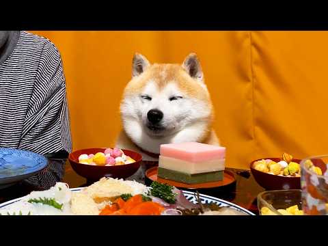 ひな祭りの宴会で主役席に座ってしまい、ゴリゴリの中年柴なのにお祝いされて戸惑いを隠せない柴犬 サムネイル