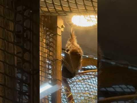 shorts 保護されたオガサワラオオコウモリ　上野動物園にて　2026年2月6日 サムネイル