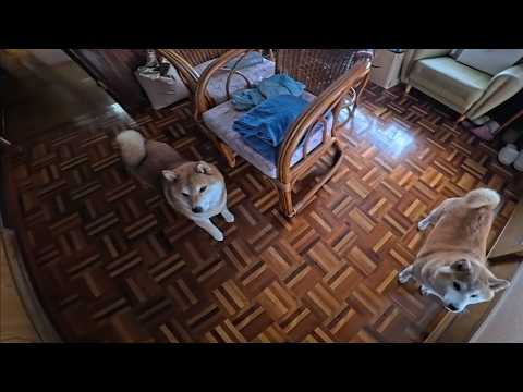 早くお散歩に復帰してくださいと催促される散歩係(療養中) サムネイル