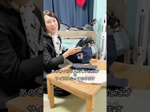 チワワのお客様がご来店。 チワワ コント shorts サムネイル