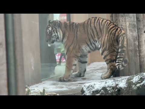 ワンコたちの帰宅を見送る令くん　アムールトラ　那須どうぶつ王国にて　2026年1月2日 サムネイル