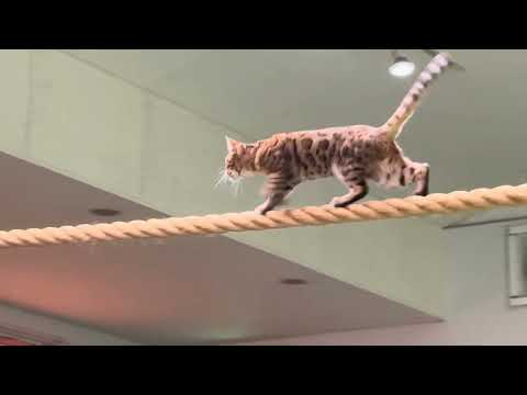 リースちゃん！！ステージで見るの我家は初めて！本日一発目のキャッツ始め！なかなか見れない猫によるショー ザ・キャッツ… サムネイル