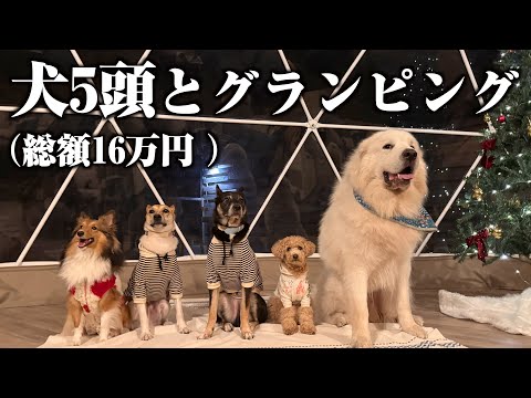 犬友達みんなとグランピングというアホみたいな贅沢をしたグレートピレニーズ サムネイル