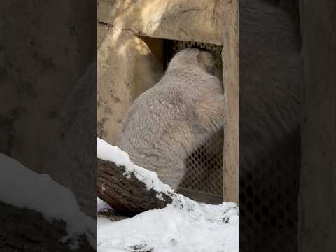 shorts 朝一から大忙し⁈ナゴムくん🤭　マヌルネコ　那須どうぶつ王国にて　2026年1月9日 サムネイル