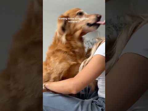 coming home to my golden retriever🥵goldenretreivers dog pup… サムネイル