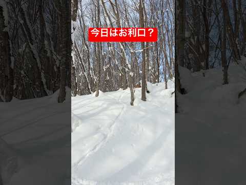 オリンピック選手並みの運動神経のゴールデンレトリバー🥇shorts goldenretriever ゴールデンレトリバ… サムネイル