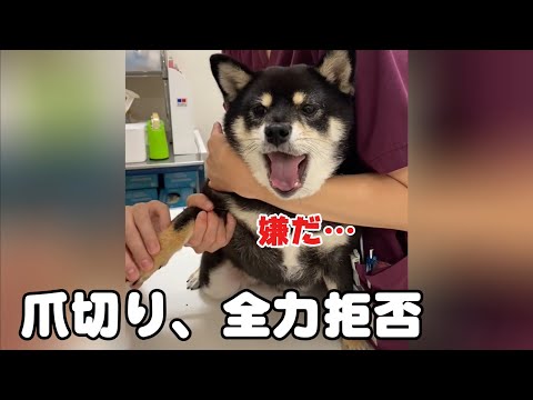 爪切りが苦手で、全力拒否する豆柴 サムネイル