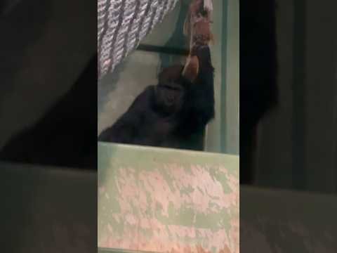 shorts はじめましてモモカちゃん　ニシゴリラ　千葉市動物公園にて　2026年2月23日 サムネイル