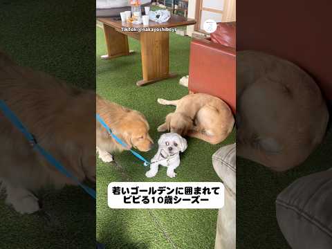 年下に囲まれてビビる10歳　ゴールデンレトリバー シーズー　犬　大型犬　面白い サムネイル