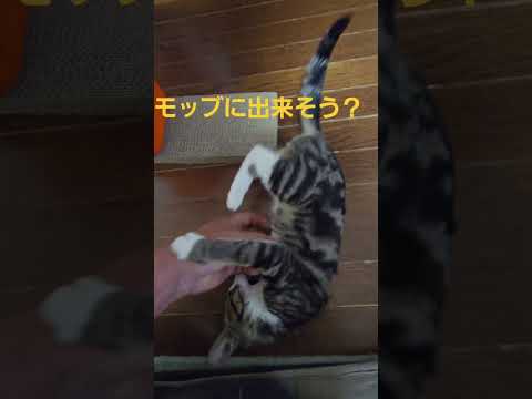 東京帰りの今日のキビ。体重1380g #cat #kitten #猫 #子猫 #仔猫 #子猫の体重 #ibukikoh… サムネイル