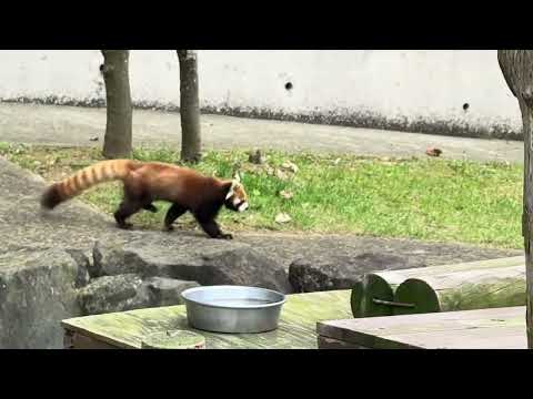 レッサーパンダの円実ちゃん　大森山動物園　IMG 8884 サムネイル
