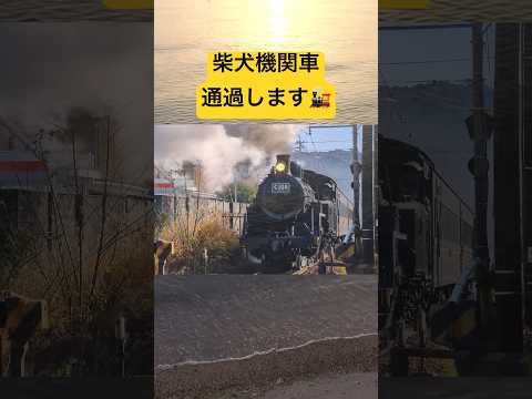 蒸気機関車と思ったら柴犬だった件… 柴犬 shibainu 犬 いぬ 柴犬のいる暮らし サムネイル