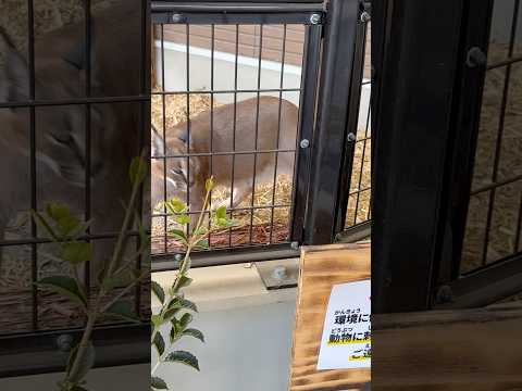 shorts カラカルのジナちゃん☺️ ごかつら池どうぶつパークにて　2026年1月24日 サムネイル