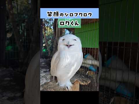 笑顔のシロフクロウ 東武動物公園 癒し 動物 かわいい animals シロフクロウ　ロク　笑顔 サムネイル