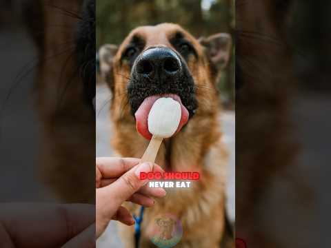 4 Dangerous Foods Your Dog Should Never Eat short dog pets… サムネイル