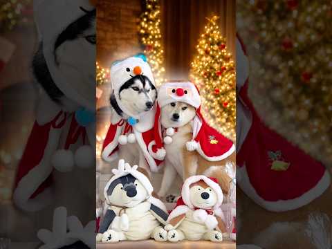 柴犬とハスキーのパレードXmas🎄xmas 柴犬シベリアンハスキー サムネイル