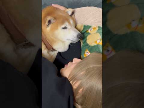 柴犬福 姉にダル絡みされて半ギレのピラニア系柴犬🤣Sister and Shiba🤣姉と柴 shorts funny… サムネイル