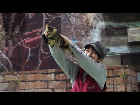 キャッツ納め❣️してきました〜　今年最後のネコによるショー　ザ・キャッツ　那須どうぶつ王国　2025年12月31日 C… サムネイル