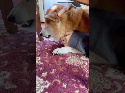 柴犬福 姉にキレおばあさんに笑われてしまう柴犬🤣Sister and Shiba🤣#姉と柴 #shorts #funn… サムネイル