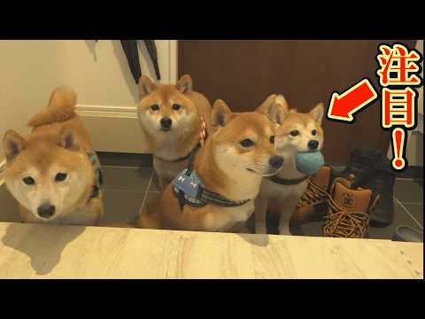 こっそり外からボールを持ち帰り、飼い主に見つからないように隠そうとする柴犬が可愛い。 サムネイル