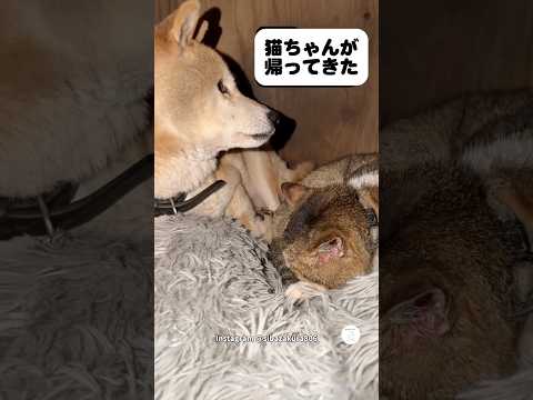 猫が帰ってきて、お布団を譲ってあげる柴犬　柴犬　犬　猫　犬と猫　かわいい サムネイル