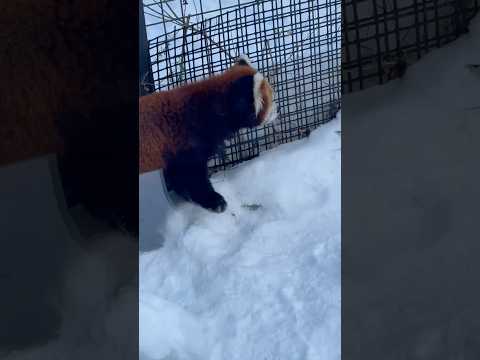 #shorts レッサーパンダのエイタくん　円山動物園　2025年12月18日 サムネイル