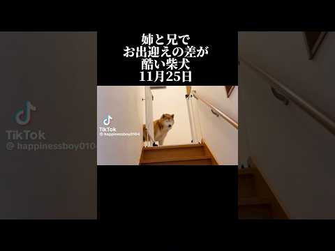 柴犬福 姉と兄とで対応の差が酷い柴犬🤣Sis and Bro and Shiba🤣姉と柴 shorts funny f… サムネイル