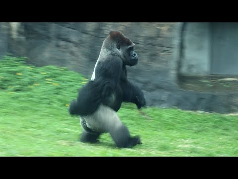 Gorilla D'jeeco walking in the rain,Jabali,Ringo,Tayari,Iri… サムネイル