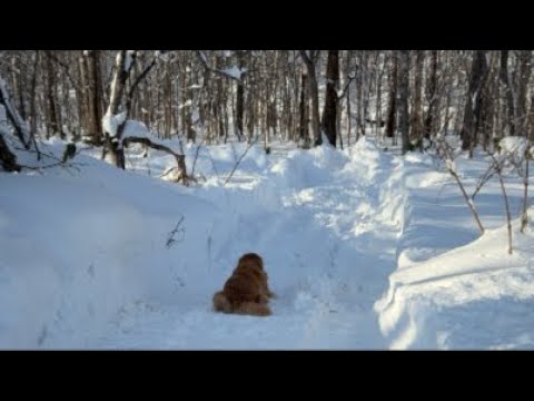 ミントの大冒険 がライブ配信中！ サムネイル