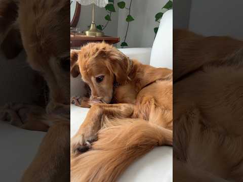 coming home to my golden retriever🥵goldenretreivers dog pup… サムネイル