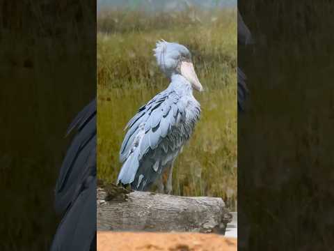 shorts ハシビロコウのマリンバさん　今日はここに　神戸どうぶつ王国　2025年12月29日 サムネイル