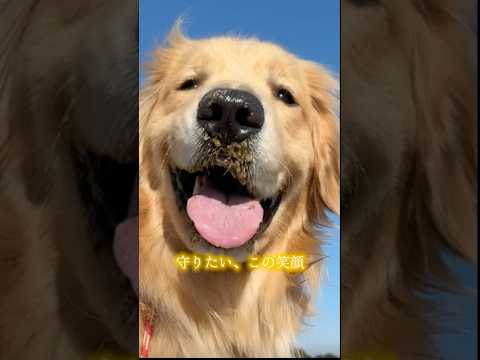 コロッケ初めての海 大型犬 ゴールデンレトリバー サムネイル
