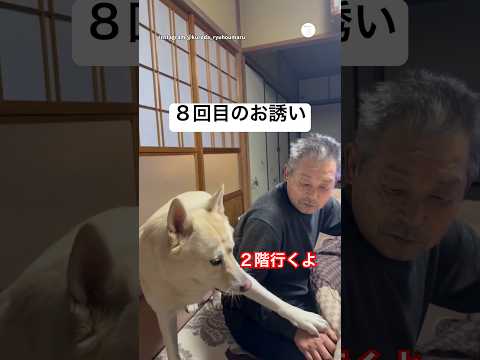 8回目のお誘い。ジィちゃんを2階に連れて行きたい犬　保護犬　犬　面白い　犬のいる暮らし かわいい犬 サムネイル
